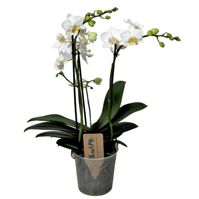 witte orchidee